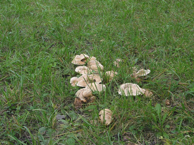 Hebeloma crustuliniforme